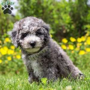Chase, Mini Bernedoodle Puppy